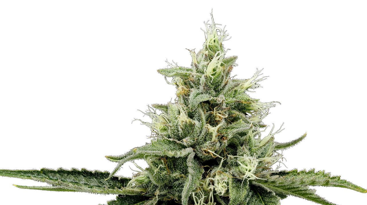 SB36 cannabis flower