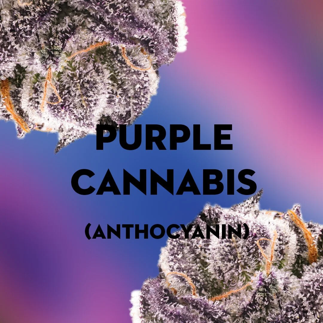Purple Cannabis archive image 1