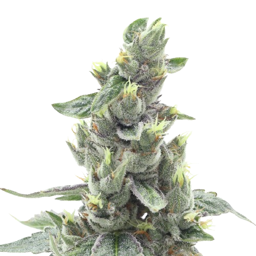 Bad Apple cannabis flower