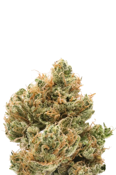 Banana Pie cannabis flower