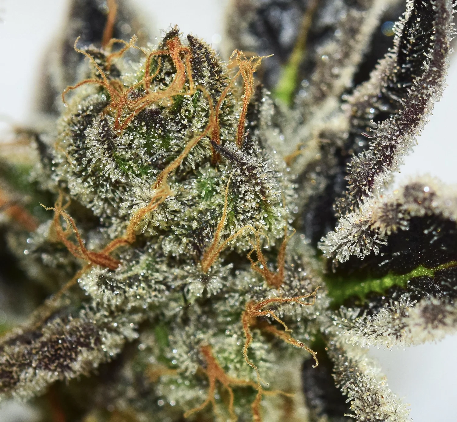 Chocolate Oranges cannabis flower