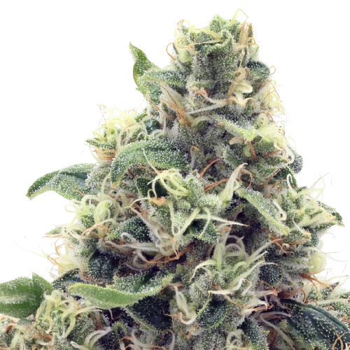 Devils Drip cannabis flower