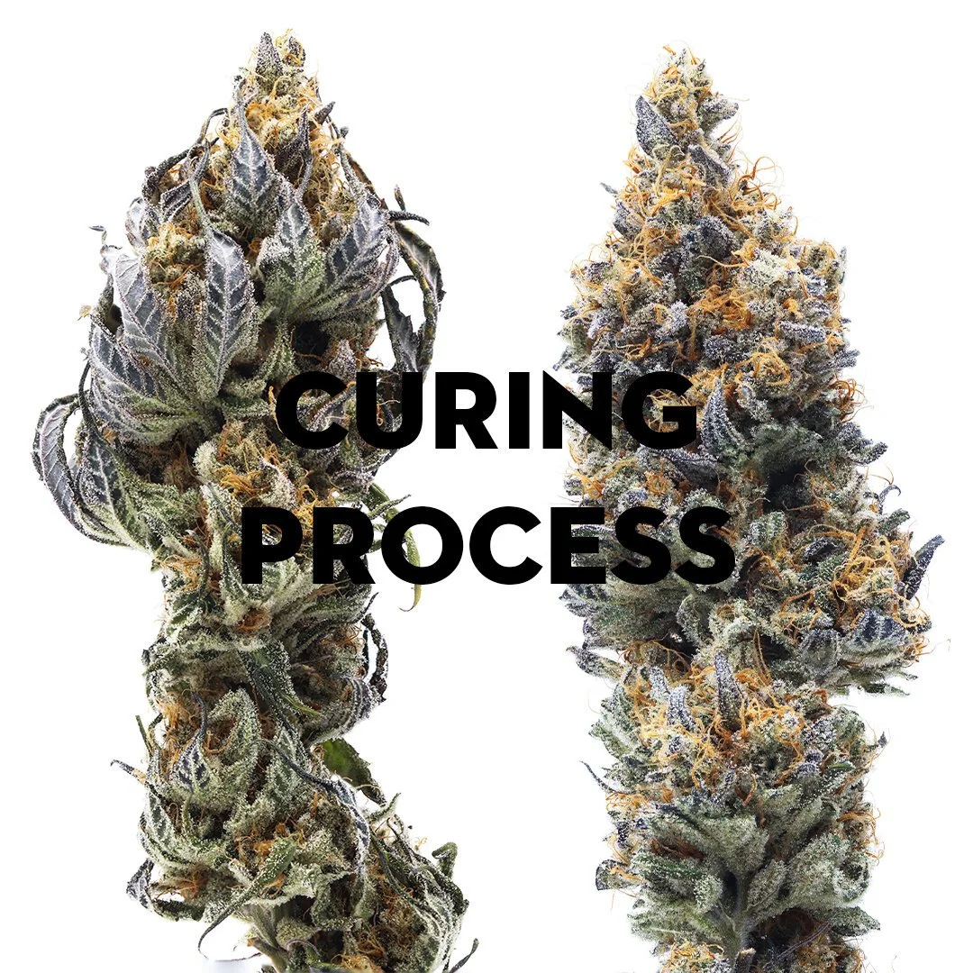 Curing Process archive image 1