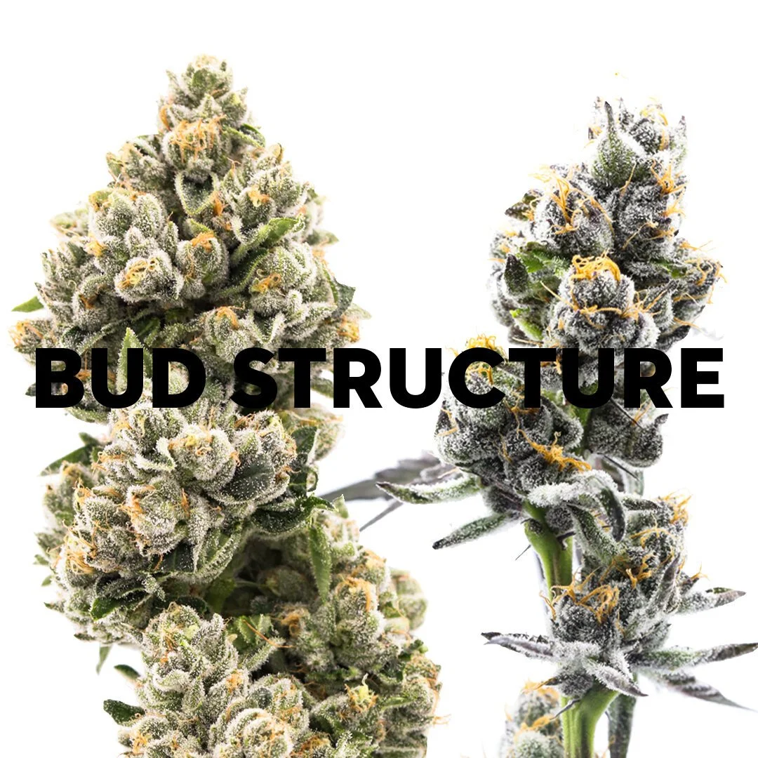 Bud Structure archive image 1