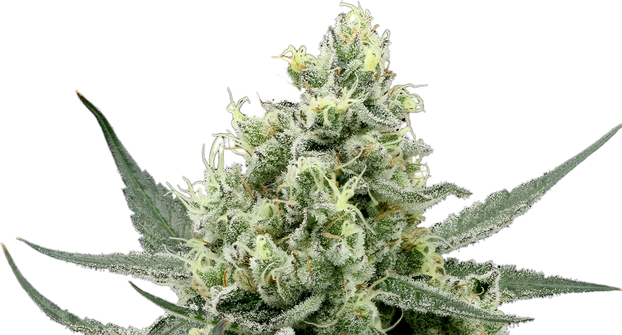 Garlic Cocktail cannabis flower