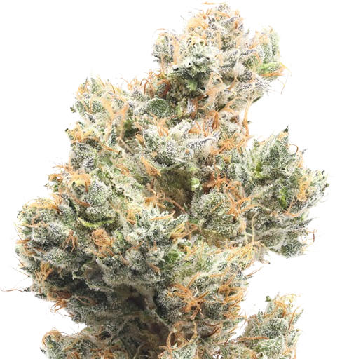 Lemon Heads cannabis flower
