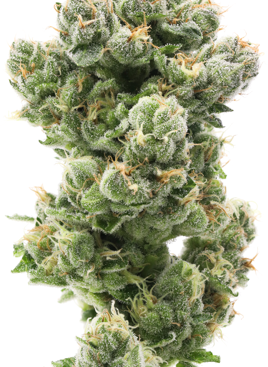 Ghost Hulk cannabis flower