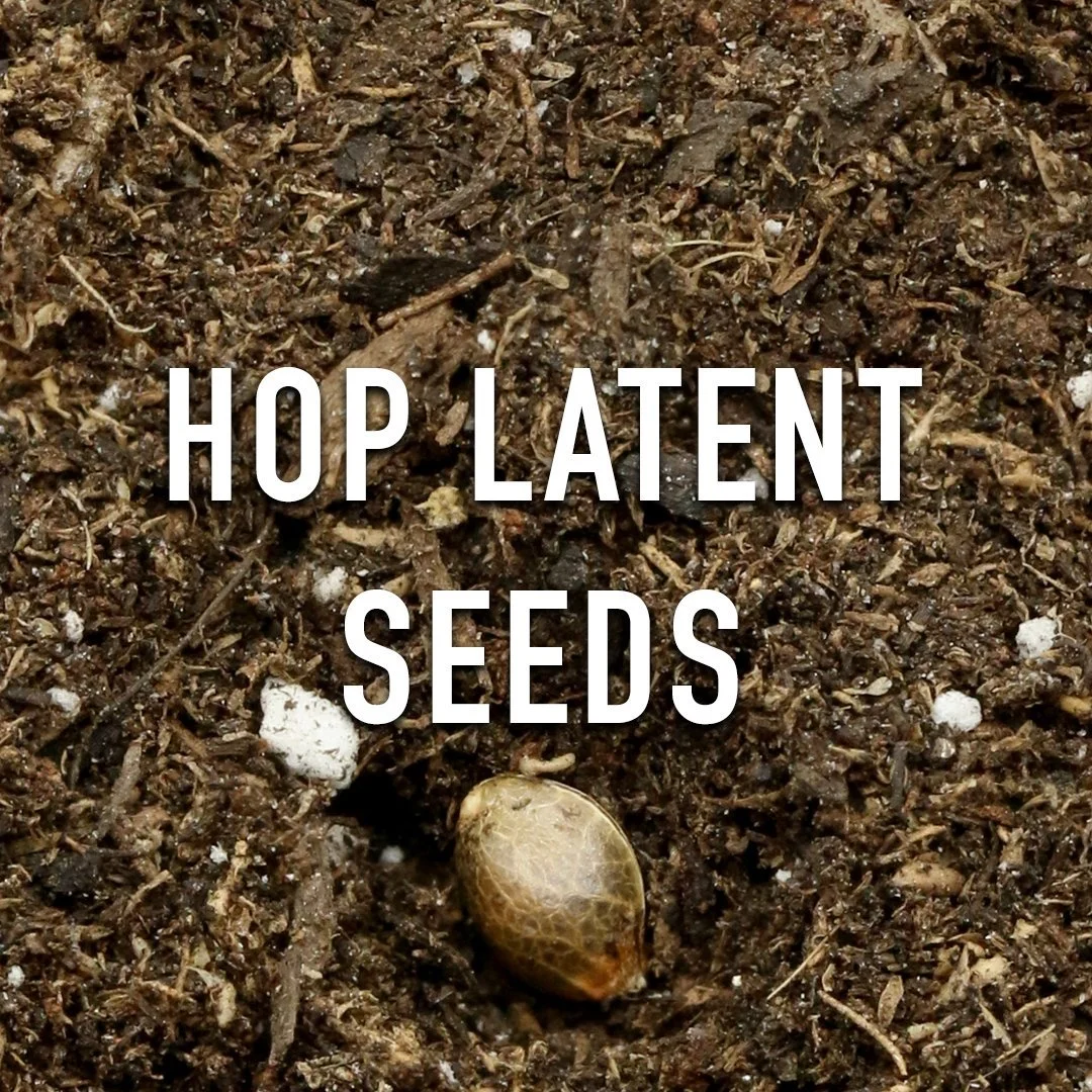 HOP Latent Seeds archive image 1
