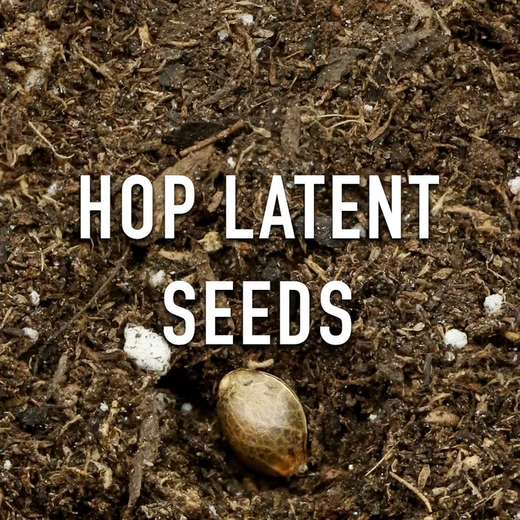HOP Latent Seeds