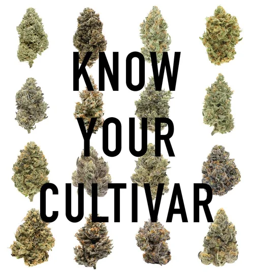 Know Your Strain archive image 1