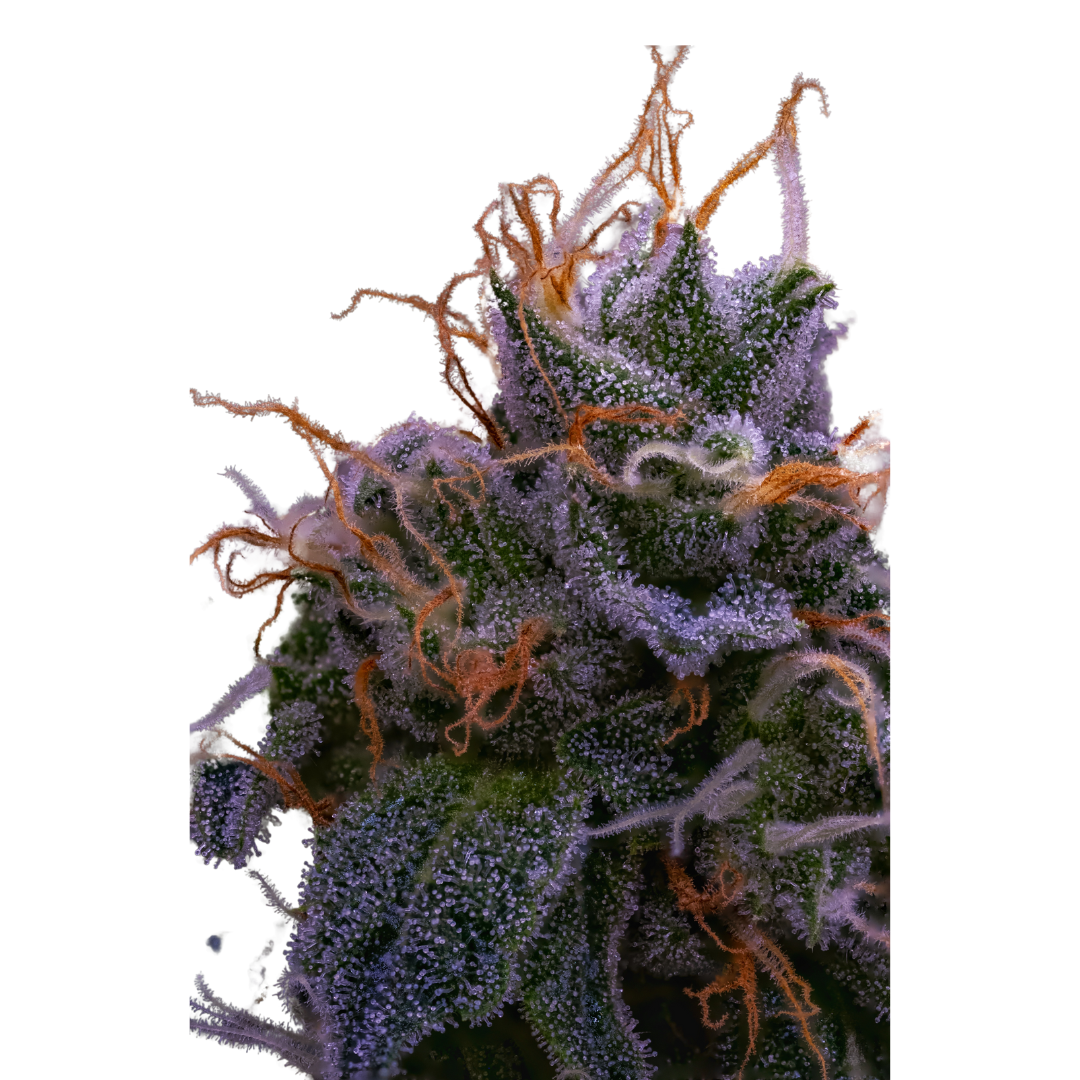 LunarZ cannabis flower