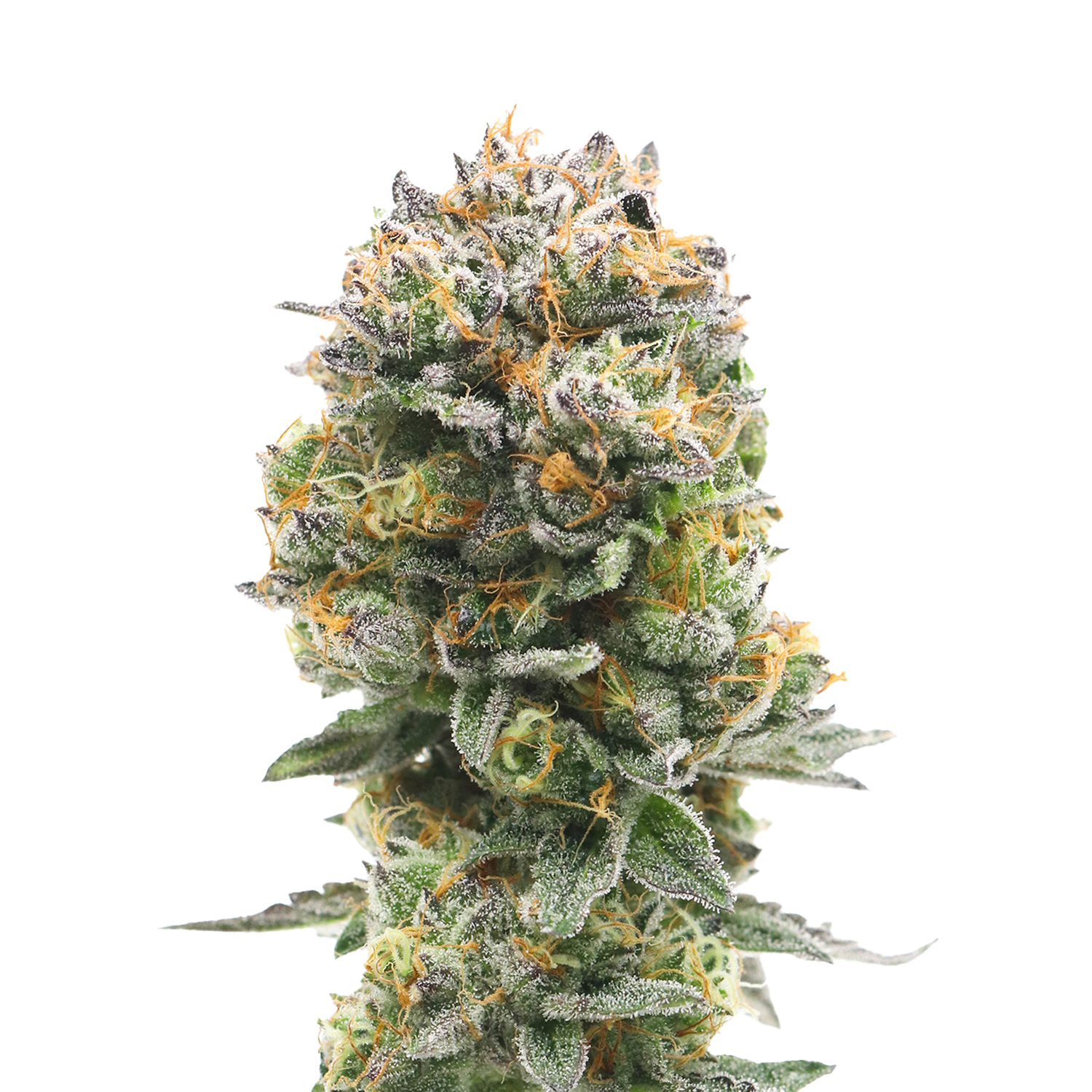 OGKB 2.1 cannabis flower