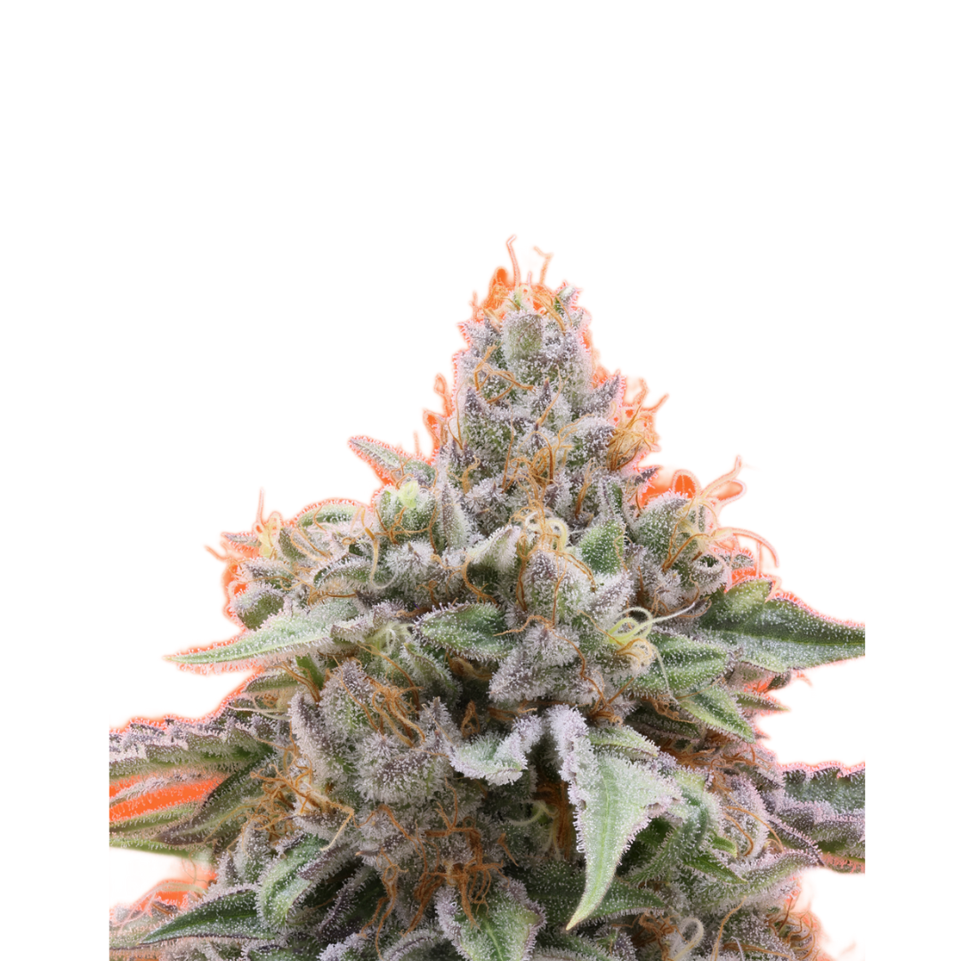 Ode to Riley cannabis flower