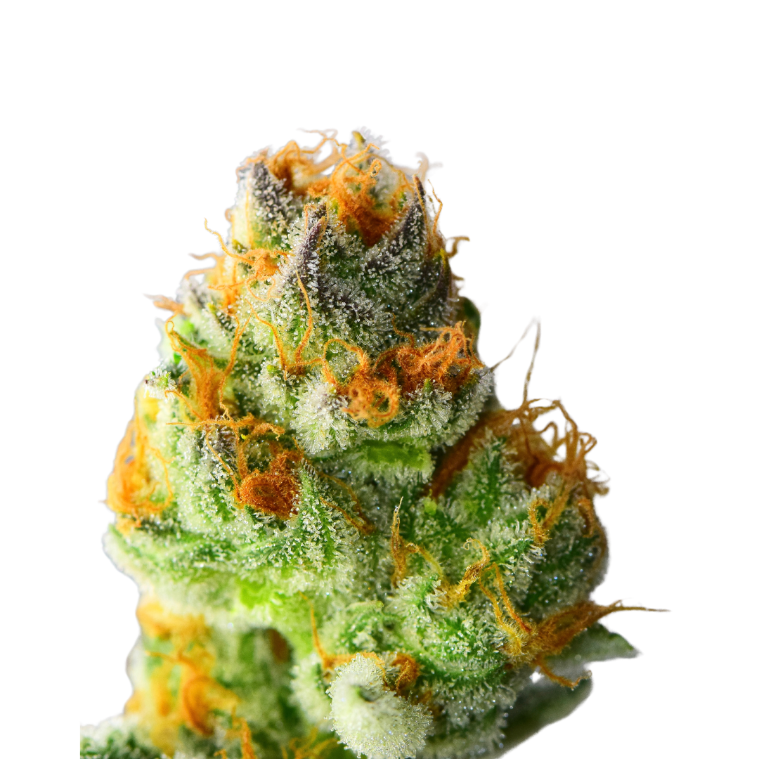 Orange Cream cannabis flower