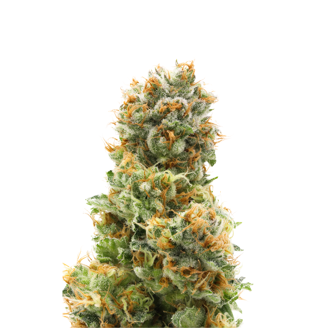 Papaya cannabis flower
