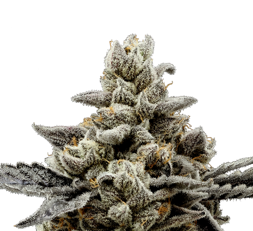 Randy Watzon cannabis flower
