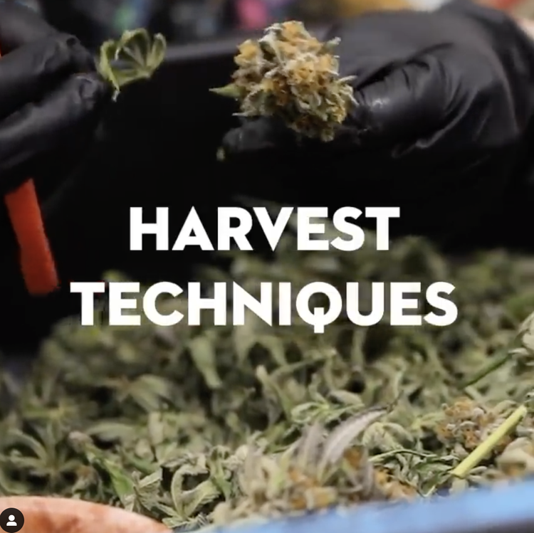 Harvest Techniques