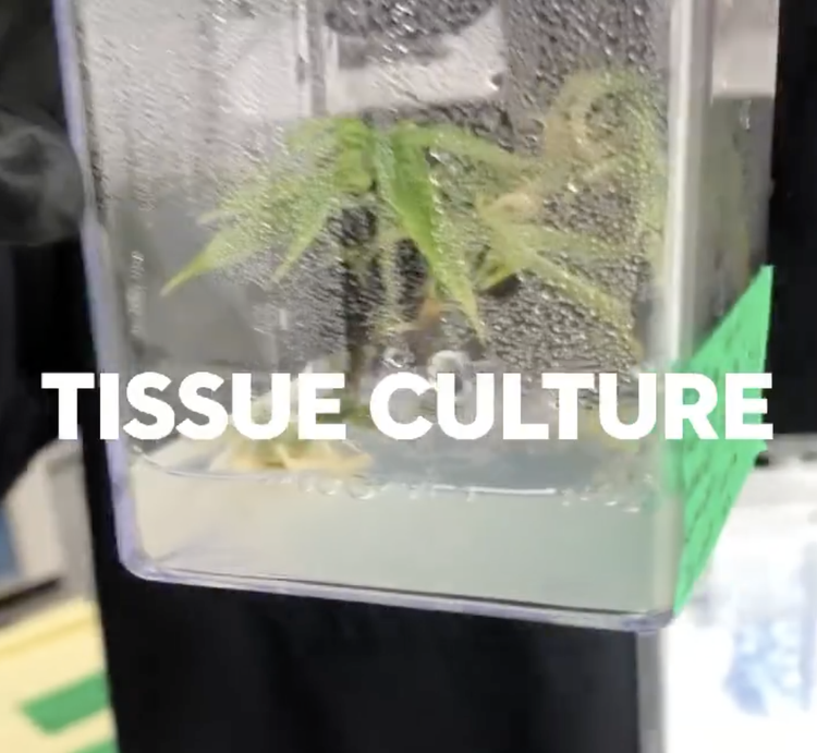 Tissue Culture