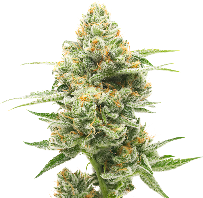Sour Tangie cannabis flower