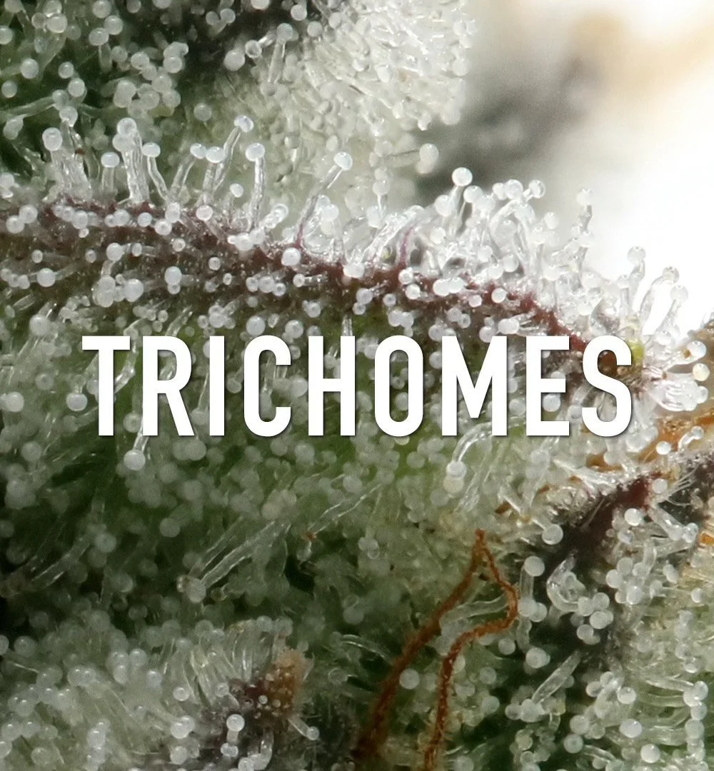 Trichomes archive image 1