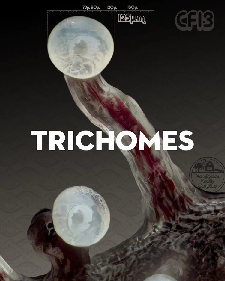 Trichomes