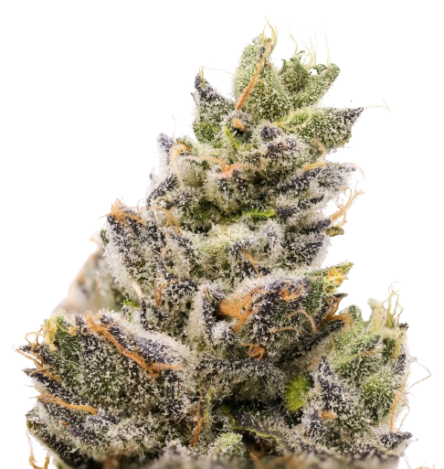 Watermelon Z cannabis flower