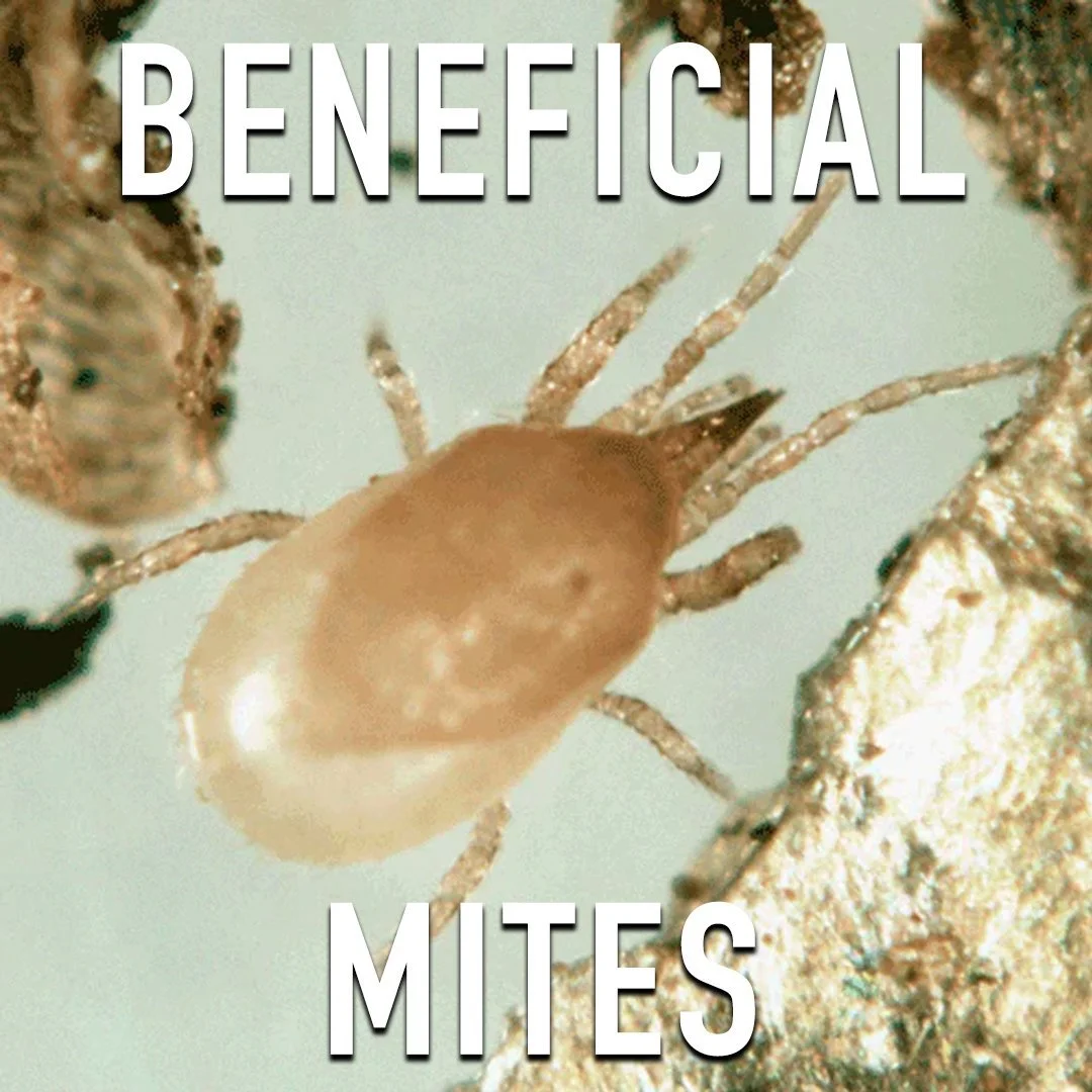 Beneficial Insects archive image 1