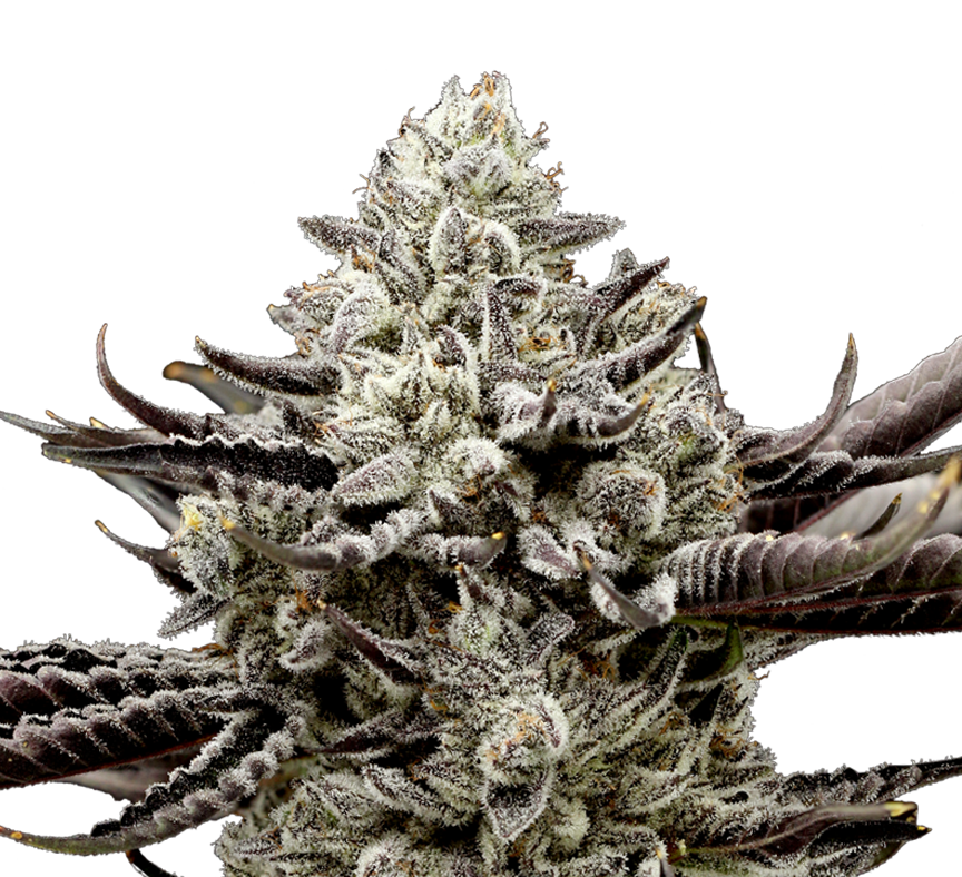 C. Chrome cannabis flower