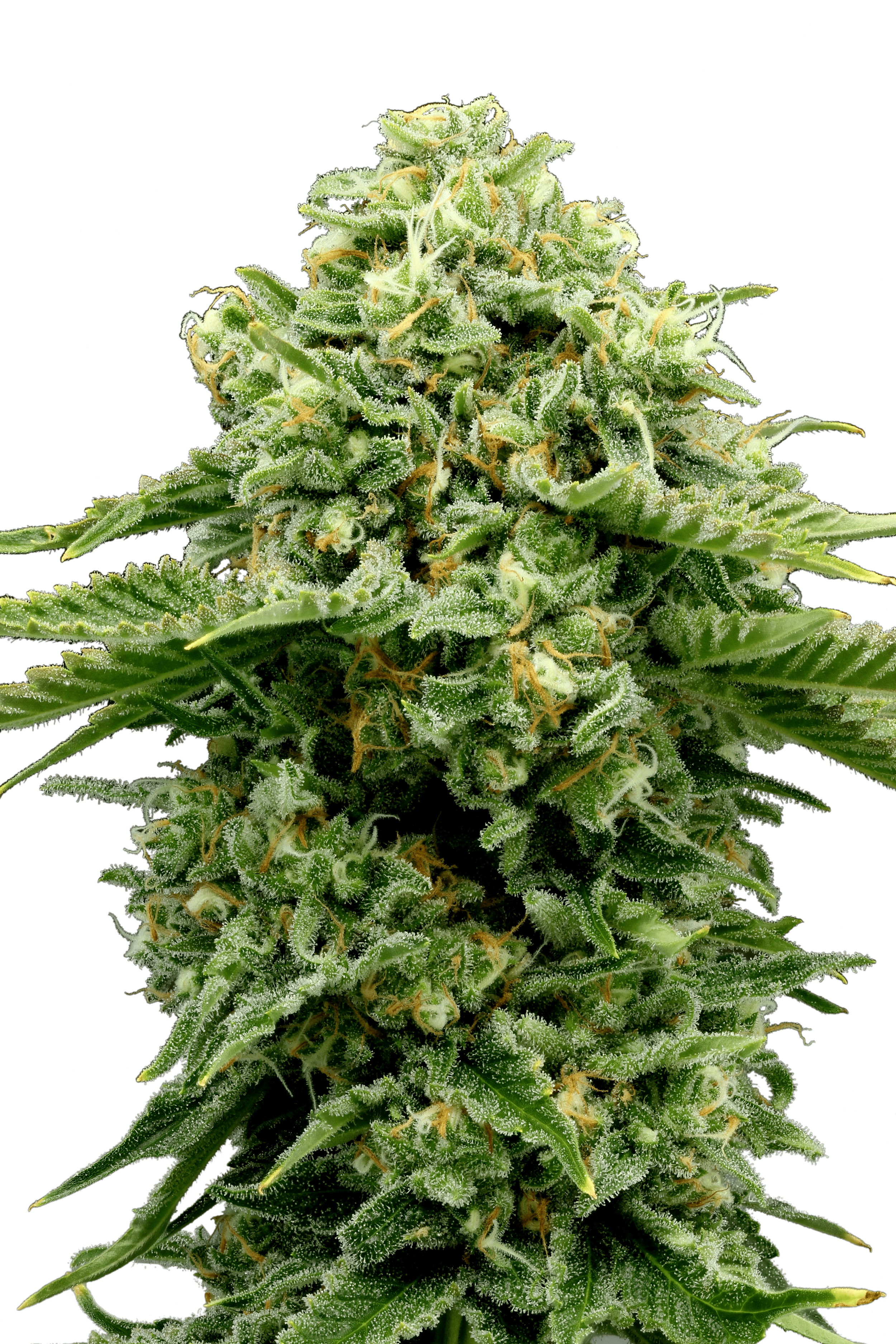 Cherry Noir cannabis flower