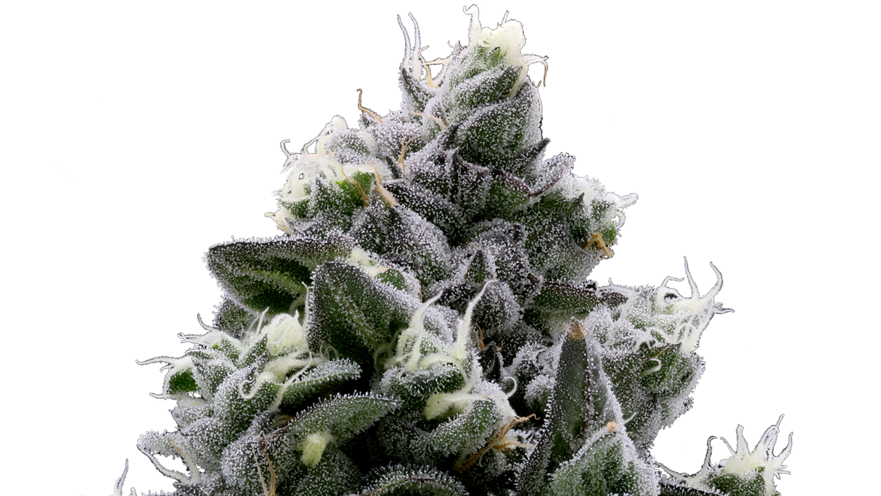 Faux Fauna F2 cannabis flower