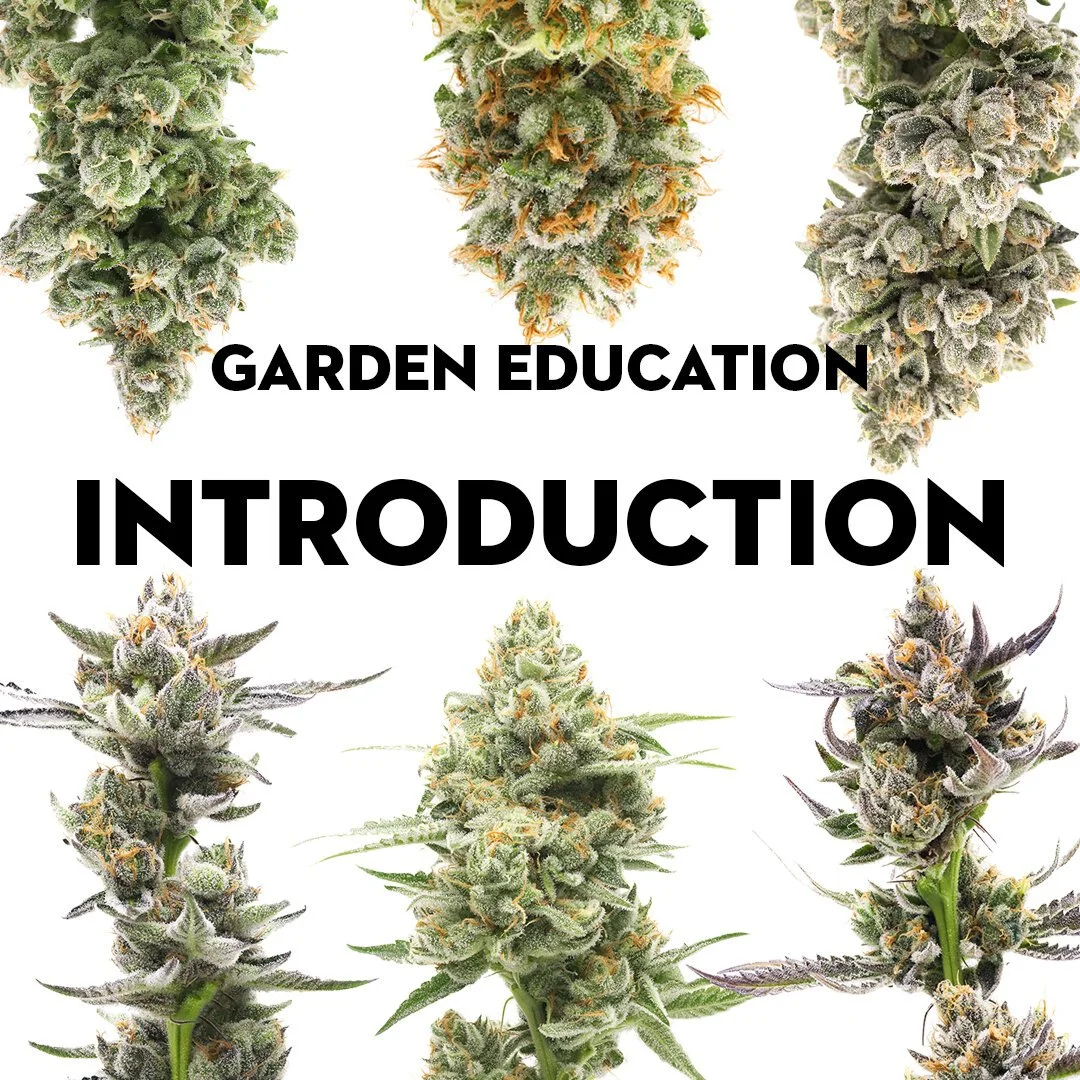 Garden Education: Introduction archive image 1