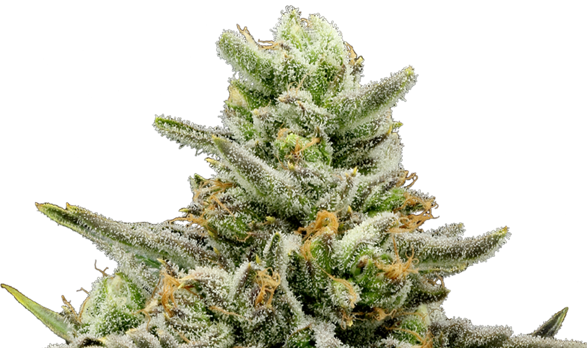 Fire Water cannabis flower