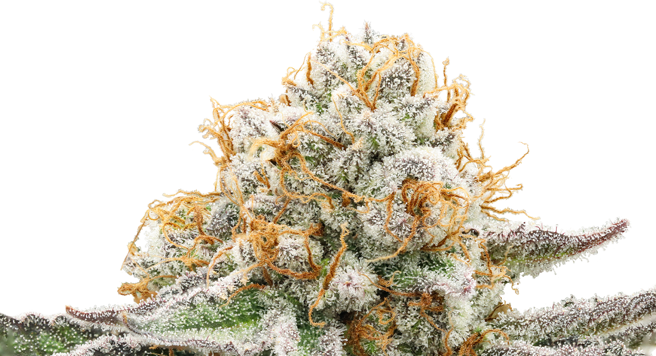 Black Mamba cannabis flower