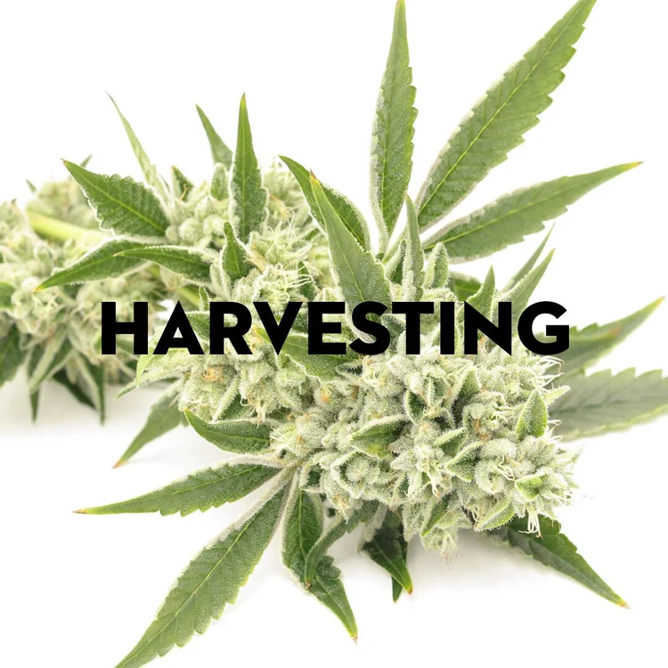 Harvesting