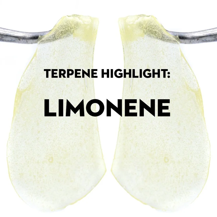 Terpene Highlight: Limonene