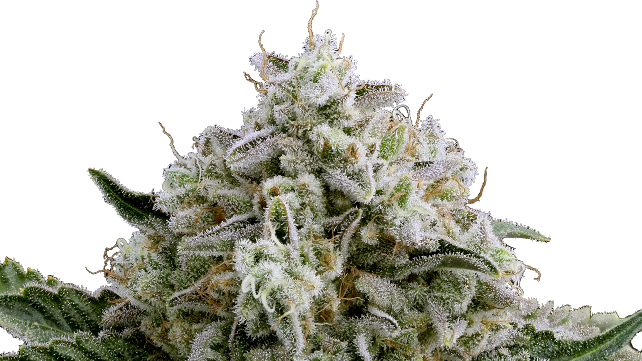 Moonbow 112 cannabis flower
