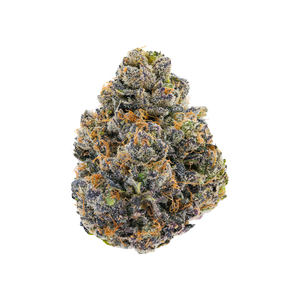 Randy Watzon phenotype 13