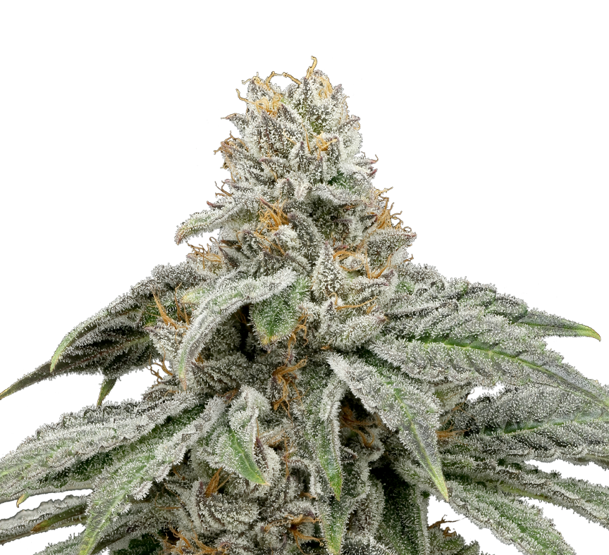 Sundae Driver cannabis flower