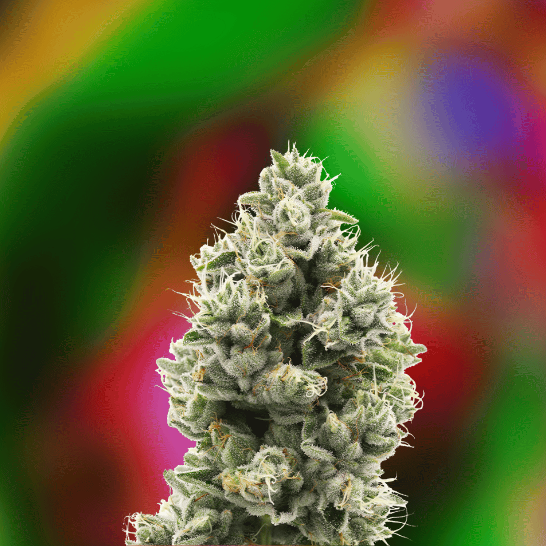 The Sweeties cannabis flower