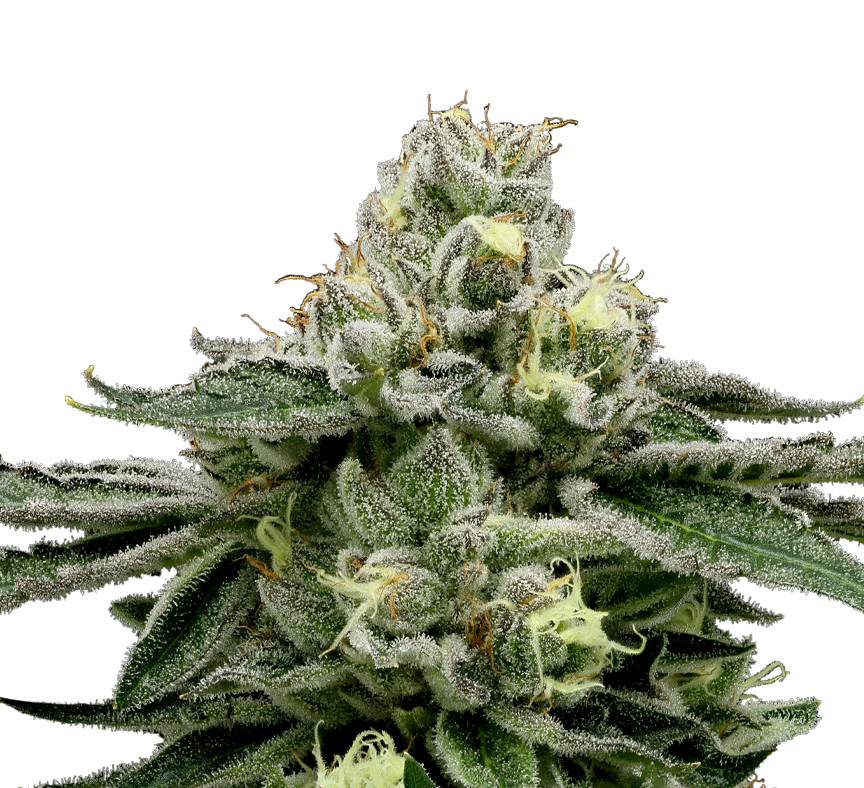 White Tahoe Cookies cannabis flower