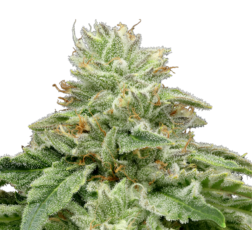 Ztan Lee cannabis flower